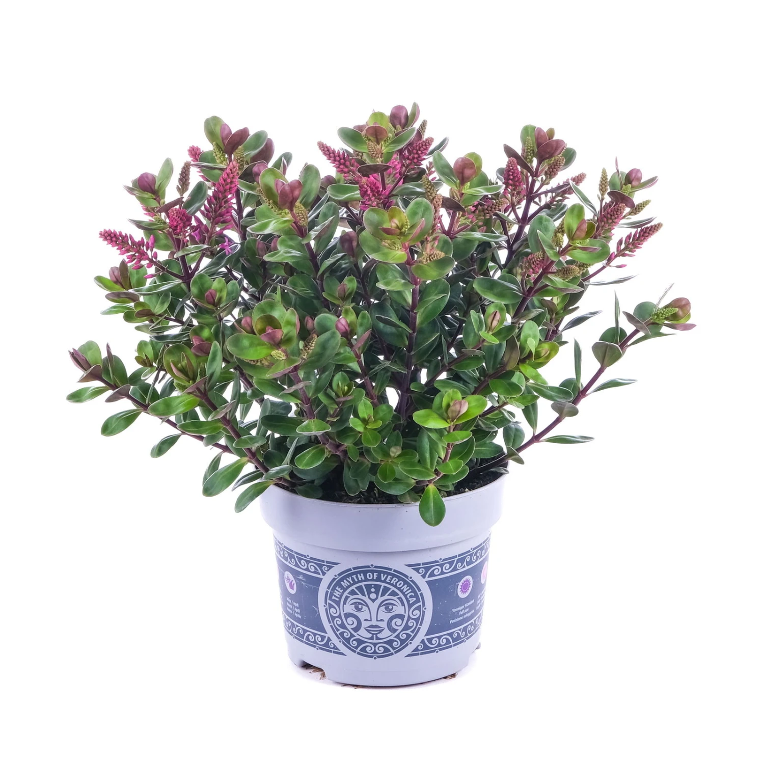 Hebe 'All Blooms®' Lila, Topf-Ø 12 Cm, 3er-Set 10 Hebe 'All Blooms®' Lila, Topf-Ø 12 Cm, 3er-Set – Bild 8
