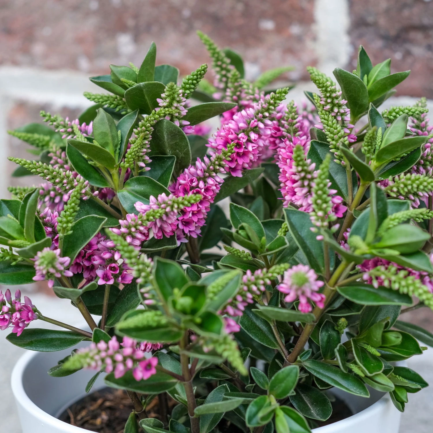 Hebe 'All Blooms®' Lila, Topf-Ø 12 Cm, 3er-Set 5 Hebe 'All Blooms®' Lila, Topf-Ø 12 Cm, 3er-Set – Bild 3