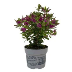 Hebe 'All Blooms®' Lila, Topf-Ø 12 Cm, 6er-Set -Madison Verkäufe 0690190100 Koelle Hebe All Blooms T12 lila 6er Set WS 2 95730 1