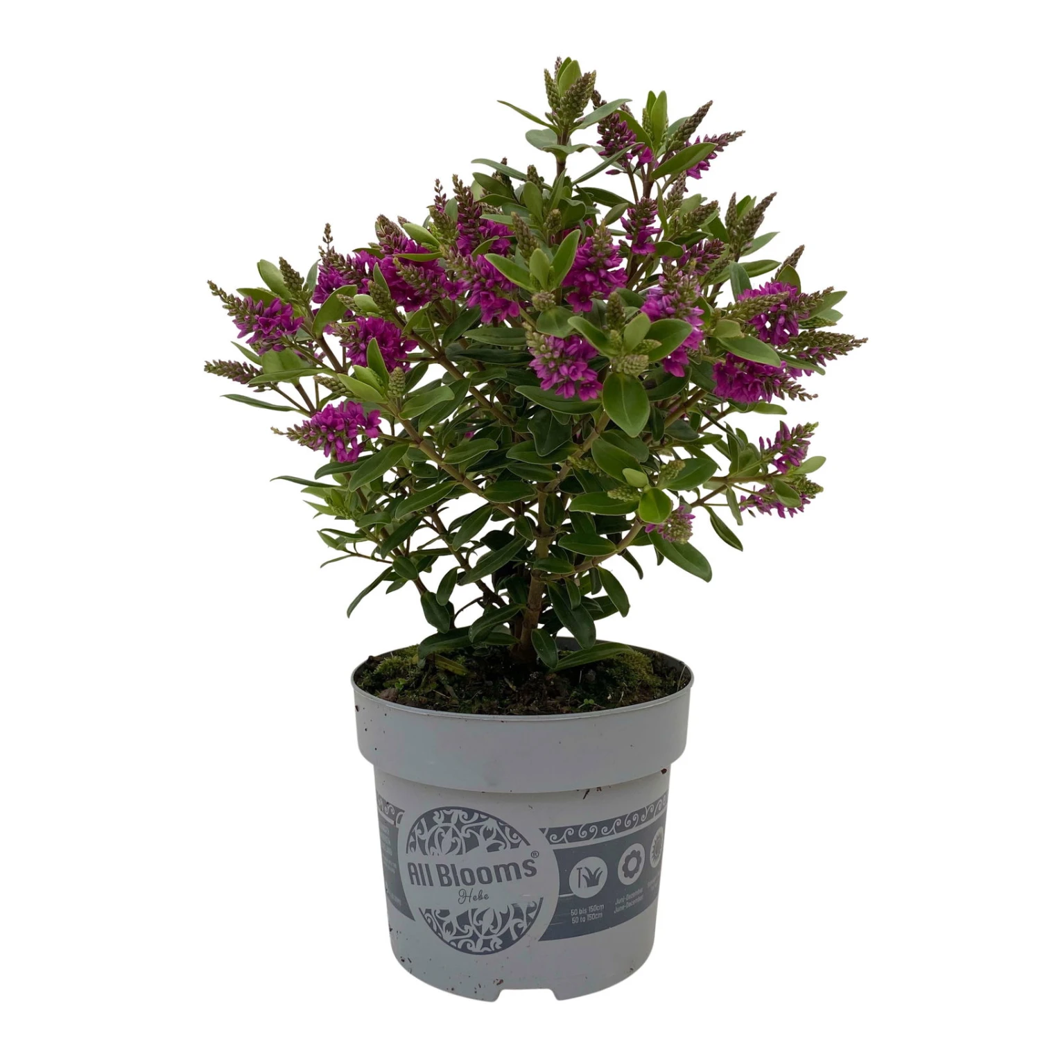 Hebe 'All Blooms®' Lila, Topf-Ø 12 Cm, 3er-Set 11 Hebe 'All Blooms®' Lila, Topf-Ø 12 Cm, 3er-Set – Bild 9