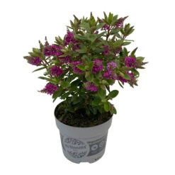 Hebe 'All Blooms®' Lila, Topf-Ø 12 Cm, 6er-Set -Madison Verkäufe 0690190100 Koelle Hebe All Blooms T12 lila 6er Set WS 3 95731 1