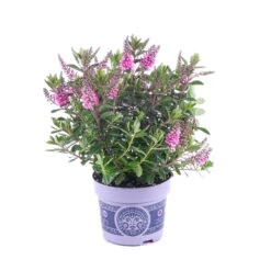 Hebe 'All Blooms®' Lila, Topf-Ø 12 Cm, 6er-Set -Madison Verkäufe 0690190100 Koelle Hebe All Blooms T12 lila 6er Set WS 8 95622 1