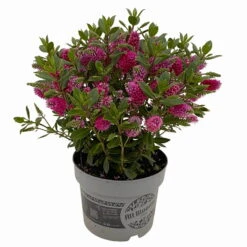 Hebe 'All Blooms®' Rot, Topf 17 Cm Ø -Madison Verkäufe 0690190101 Hebe All Blooms T17 rot 3 114190