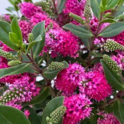 Hebe 'All Blooms®' Rot, Topf 17 Cm Ø -Madison Verkäufe 0690190101 Hebe All Blooms T17 rot 4 114152