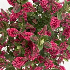 Hebe 'All Blooms®' Rot, Topf 17 Cm Ø -Madison Verkäufe 0690190101 Koelle Hebe All Blooms T17 rot 7 112385