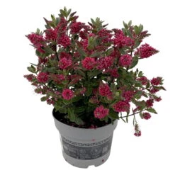 Hebe 'All Blooms®' Rot, Topf 17 Cm Ø -Madison Verkäufe 0690190101 Koelle Hebe All Blooms T17 rot 2 112509
