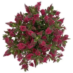 Hebe 'All Blooms®' Rot, Topf 17 Cm Ø -Madison Verkäufe 0690190101 Koelle Hebe All Blooms T17 rot 6 112510