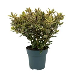 Hebe Buntlaubig, Topf-Ø 15 Cm, 3er-Set -Madison Verkäufe 0690190129 Koelle Hebe Tricolor T15 buntlaubig 3er Set WS 1 95991