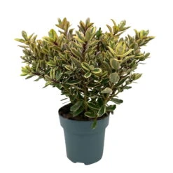 Hebe Buntlaubig, Topf-Ø 15 Cm, 3er-Set -Madison Verkäufe 0690190129 Koelle Hebe Tricolor T15 buntlaubig 3er Set WS 2 95990