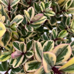 Hebe Buntlaubig, Topf-Ø 12 Cm, 3er-Set -Madison Verkäufe 0690190129 Koelle Hebe Tricolor T15 buntlaubig 3er Set WS 3 95908 1