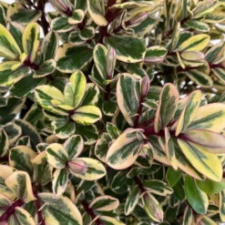 Hebe Buntlaubig, Topf-Ø 15 Cm, 3er-Set -Madison Verkäufe 0690190129 Koelle Hebe Tricolor T15 buntlaubig 3er Set WS 4 95907