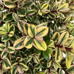 Hebe Buntlaubig, Topf-Ø 12 Cm, 3er-Set -Madison Verkäufe 0690190129 Koelle Hebe Tricolor T15 buntlaubig 3er Set WS 5 95906 1