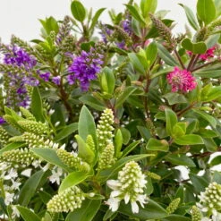 Hebe 'All Blooms®' Trio Rot-weiß-blau, Topf 17 Cm Ø 16 Hebe 'All Blooms®' Trio Rot-weiß-blau, Topf 17 Cm Ø -Madison Verkäufe 0690190153 Hebe All Blooms Trio T17 3 Farben pro Topf 10 114004