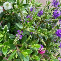 Hebe 'All Blooms®' Trio Rot-weiß-blau, Topf 17 Cm Ø 17 Hebe 'All Blooms®' Trio Rot-weiß-blau, Topf 17 Cm Ø -Madison Verkäufe 0690190153 Hebe All Blooms Trio T17 3 Farben pro Topf 5 114005