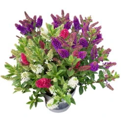 Hebe 'All Blooms®' Trio Rot-weiß-blau, Topf 17 Cm Ø 12 Hebe 'All Blooms®' Trio Rot-weiß-blau, Topf 17 Cm Ø -Madison Verkäufe 0690190153 Koelle Hebe All Blooms Trio 3 Farben pro Topf 1 112869