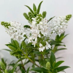 Hebe 'All Blooms®' Weiß, Topf-Ø 10,5 Cm, 6er-Set -Madison Verkäufe 0690190155 Hebe All Blooms weiss 6er Set 3 114006