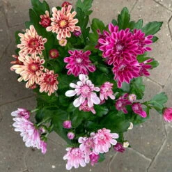 Chrysantheme Trio 'Sweet Melange', Apricot-rosa-lila, Gefüllt, Topf-Ø 12cm, Set -Madison Verkäufe 0691110095 0691110103 Chrysanthemum indicum Trio T12 6er Set 1 126808
