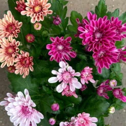 Chrysantheme Trio 'Sweet Melange', Apricot-rosa-lila, Gefüllt, Topf-Ø 12cm, Set -Madison Verkäufe 0691110095 0691110103 Chrysanthemum indicum Trio T12 6er Set 2 126807