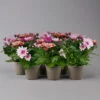 Chrysantheme Trio 'Sweet Melange', Apricot-rosa-lila, Gefüllt, Topf-Ø 12cm, Set -Madison Verkäufe 0691110095 0691110103 Chrysanthemum indicum Trio T12 6er Set 3 126806