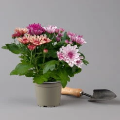 Chrysantheme Trio 'Sweet Melange', Apricot-rosa-lila, Gefüllt, Topf-Ø 12cm, Set -Madison Verkäufe 0691110095 0691110103 Chrysanthemum indicum Trio T12 6er Set 4 126809