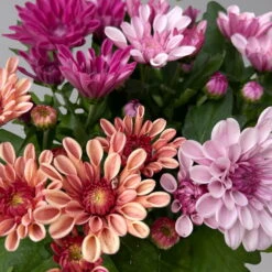 Chrysantheme Trio 'Sweet Melange', Apricot-rosa-lila, Gefüllt, Topf-Ø 12cm, Set -Madison Verkäufe 0691110095 0691110103 Chrysanthemum indicum Trio T12 6er Set 5 126811