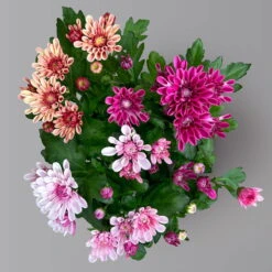 Chrysantheme Trio 'Sweet Melange', Apricot-rosa-lila, Gefüllt, Topf-Ø 12cm, Set -Madison Verkäufe 0691110095 0691110103 Chrysanthemum indicum Trio T12 6er Set 6 126810