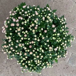 Chrysanthemen Rosa Busch, Topf-Ø 14 Cm, 4er-Set 12 Chrysanthemen Rosa Busch, Topf-Ø 14 Cm, 4er-Set -Madison Verkäufe 0691140044 Chrysanthemum multiflora Busch T14 rosa 4er Set 2 126933