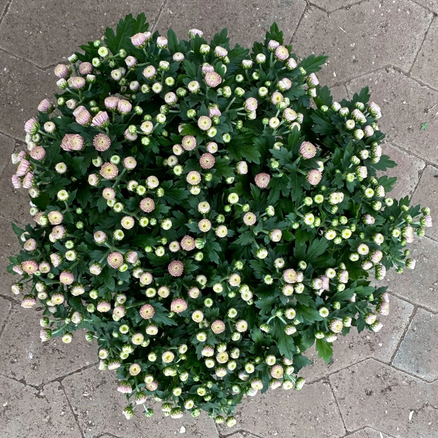 Chrysanthemen Rosa Busch, Topf-Ø 14 Cm, 4er-Set 6 Chrysanthemen Rosa Busch, Topf-Ø 14 Cm, 4er-Set – Bild 4