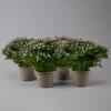 Chrysanthemen Rosa Busch, Topf-Ø 14 Cm, 4er-Set