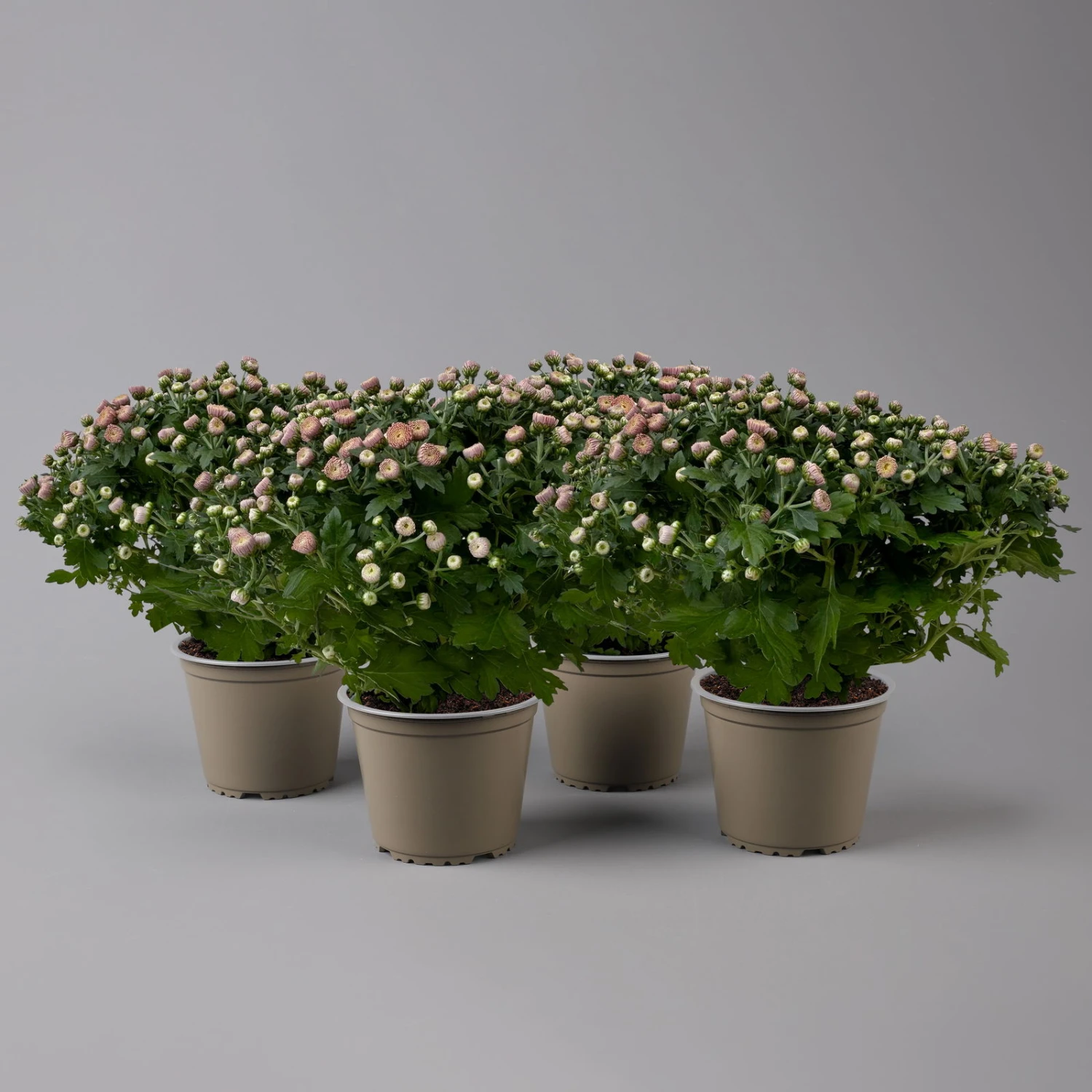 Chrysanthemen Rosa Busch, Topf-Ø 14 Cm, 4er-Set 3 Chrysanthemen Rosa Busch, Topf-Ø 14 Cm, 4er-Set