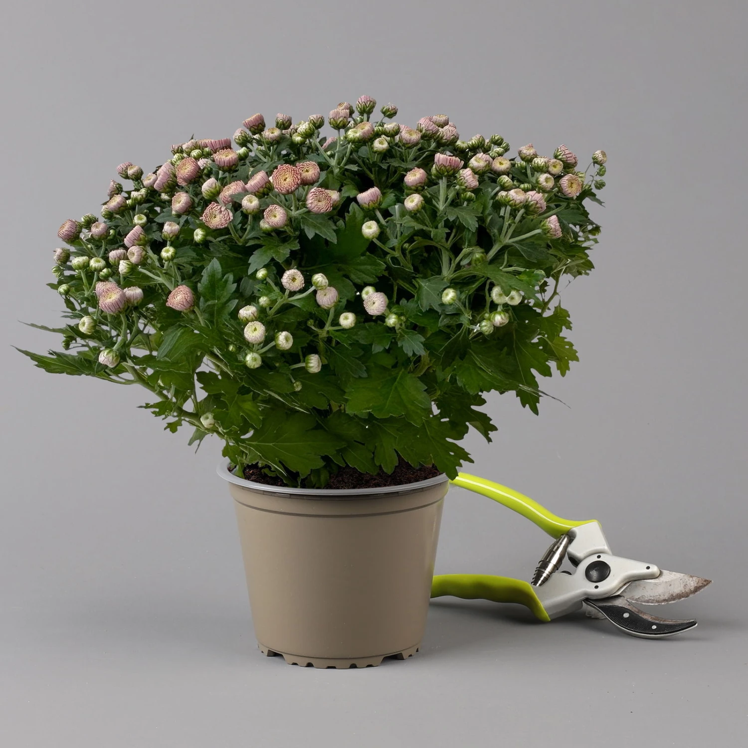 Chrysanthemen Rosa Busch, Topf-Ø 14 Cm, 4er-Set 4 Chrysanthemen Rosa Busch, Topf-Ø 14 Cm, 4er-Set – Bild 2