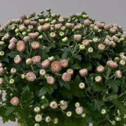 Chrysanthemen Rosa Busch, Topf-Ø 14 Cm, 4er-Set 11 Chrysanthemen Rosa Busch, Topf-Ø 14 Cm, 4er-Set -Madison Verkäufe 0691140044 Chrysanthemum multiflora Busch T14 rosa 4er Set 5 126932