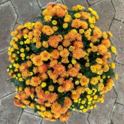 Chrysanthemen Rot, Busch, Topf-Ø 14 Cm, 4er-Set 13 Chrysanthemen Rot, Busch, Topf-Ø 14 Cm, 4er-Set -Madison Verkäufe 0691140048 Chrysanthemum multiflora Busch T14 rot 4er Set 1 126953