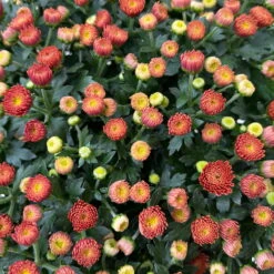 Chrysanthemen Rot, Busch, Topf-Ø 14 Cm, 4er-Set 14 Chrysanthemen Rot, Busch, Topf-Ø 14 Cm, 4er-Set -Madison Verkäufe 0691140048 Chrysanthemum multiflora Busch T14 rot 4er Set 3 126954