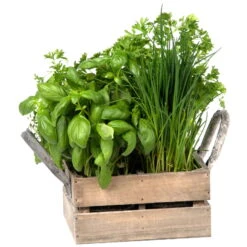 Küchenkräuterkiste Mit Saatgut & Anzuchterde -Madison Verkäufe 0710201026 4 in einer Kiste Kuechenkraeuter 4 Tueten mit Kuechenkraeuter 2 115759