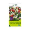 Überraschungsmischung Bauerngarten 75 Blumenzwiebeln 2 Überraschungsmischung Bauerngarten 75 Blumenzwiebeln -Madison Verkäufe 0720800123 kb ueberraschungsmischung bauerngarten 114240