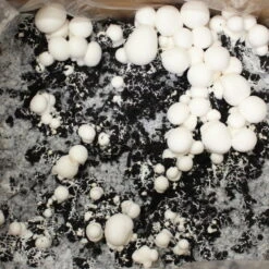 Bio Fertig-Pilzzuchtset Champignon -Madison Verkäufe 0740400018 BIO Fertig Pilzzuchtset Champignon 32241