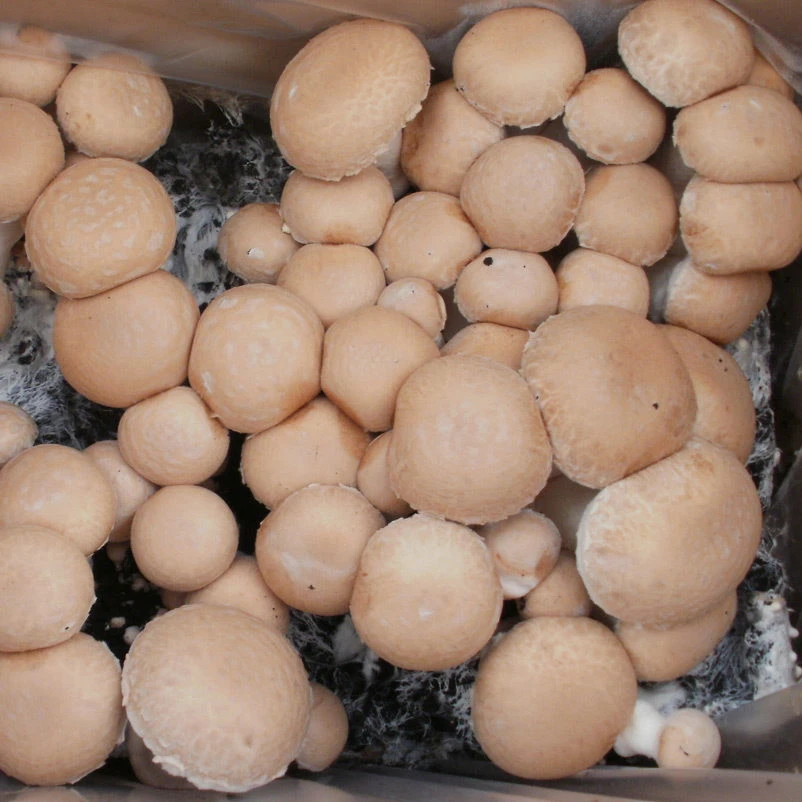 Bio Fertig-Pilzzuchtset Steinchampignon, Klein 5 Bio Fertig-Pilzzuchtset Steinchampignon, Klein – Bild 3