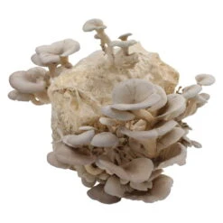 Bio Home Pilzzuchtset Für Austernpilze -Madison Verkäufe 0740400024 BIO Home Pilzzuchtset Austernpilz 2 32252