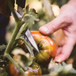 Gemüseschere Solid™ SP240, Schwarz/orange, Ca. 20 X 2 X 9 Cm -Madison Verkäufe 0920300733 solid gemuese schere sp240 5 1 118064