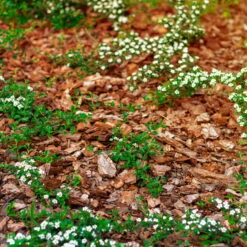 Stauden- & Rosenmulch, 2880l, 48 Sack à 60l -Madison Verkäufe 0960 rindenmulch 1 125175