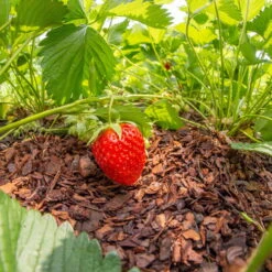 Plantavital Rindenmulch Fein, 2280l, 57 Sack á 40l -Madison Verkäufe 0960 rindenmulch 2 125173