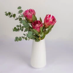 Blumenbund Protea 'Silvia' & Eukalyptus, Inkl. Gratis Grußkarte -Madison Verkäufe 1025700018 Strauss Protea Silvia mit Cinerea 2 102267