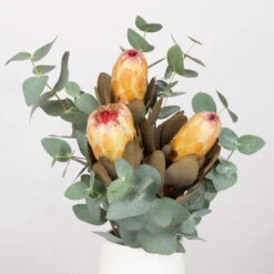 Blumenbund Protea & Eukalyptus, Inkl. Gratis Grußkarte -Madison Verkäufe 1025700019 Strauss Protea Grandiflora 1 101679
