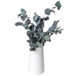 Eucalyptus Cinerea, Getrocknet, Ca. 50 Cm Lang -Madison Verkäufe 1055300001 Eukalyptus Natur 100gr gefriergetrocknet 2 83163