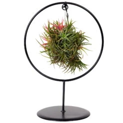 Tillandsia 'Magic Ball' In Rundem Metallgestell, 17cm Ø -Madison Verkäufe 1530102423 Tillandsia Ring Magic Ball rund 2 86441
