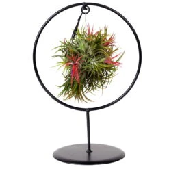 Tillandsia 'Magic Ball' In Rundem Metallgestell, 17cm Ø -Madison Verkäufe 1530102423 Tillandsia Ring Magic Ball rund 3 86439