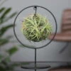Tillandsia 'Magic Ball' In Rundem Metallgestell, 17cm Ø -Madison Verkäufe 1530102423 Tillandsia Ring Magic Ball rund 100083