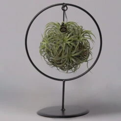 Tillandsia 'Magic Ball' In Rundem Metallgestell, 17cm Ø -Madison Verkäufe 1530150012 Tillandsia Ring Magic Ball rund 1 115571