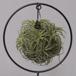 Tillandsia 'Magic Ball' In Rundem Metallgestell, 17cm Ø -Madison Verkäufe 1530150012 Tillandsia Ring Magic Ball rund 2 115572